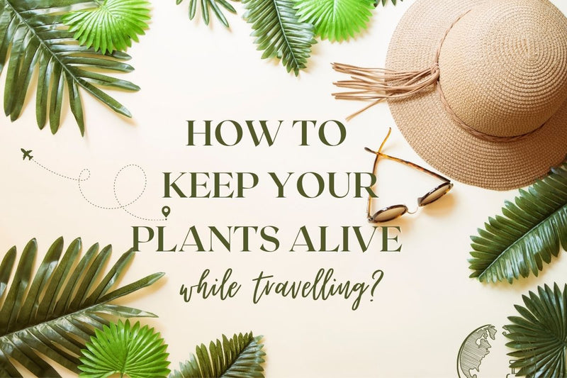 How to keep your plants alive while travelling? - Tumbleweed Plants