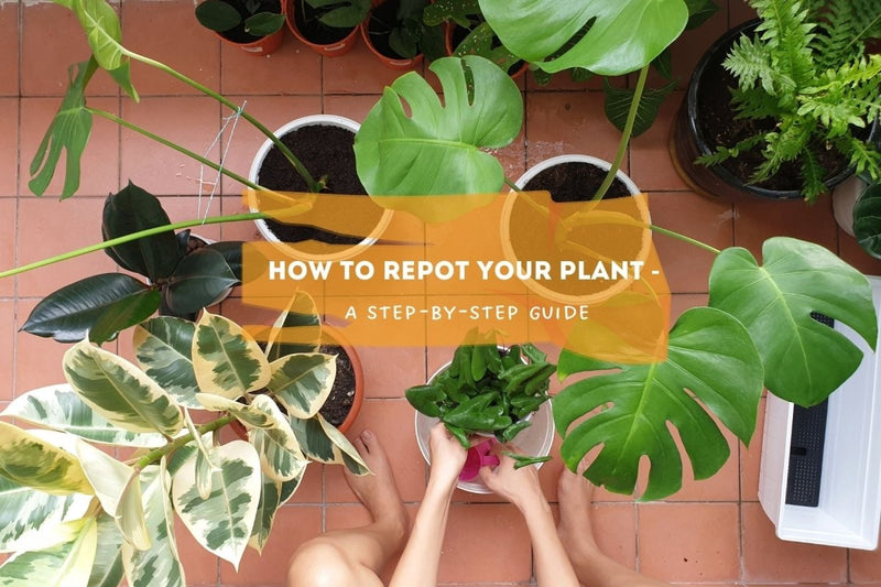 How to repot your plant - a step-by-step guide - Tumbleweed Plants