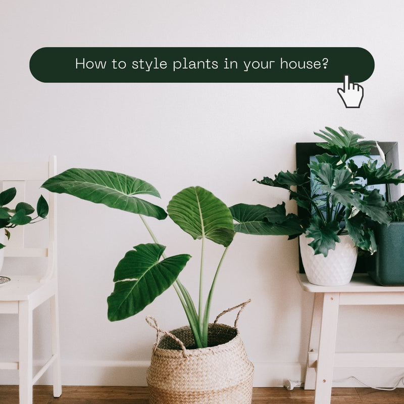 How to style plants in your house? - Tumbleweed Plants