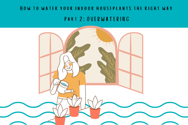 How to water your indoor houseplants the right way - Part 2: OVERWATERING - Tumbleweed Plants