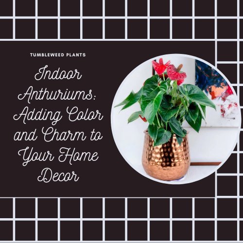 Indoor Anthuriums: Adding Color and Charm to Your Home Decor - Tumbleweed Plants