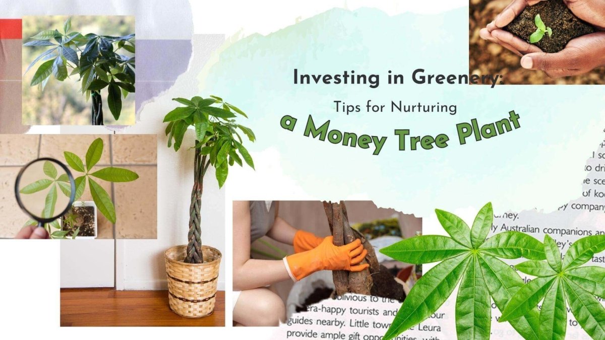 Investing in Greenery: Tips for Nurturing a Money Tree Plant - Tumbleweed Plants