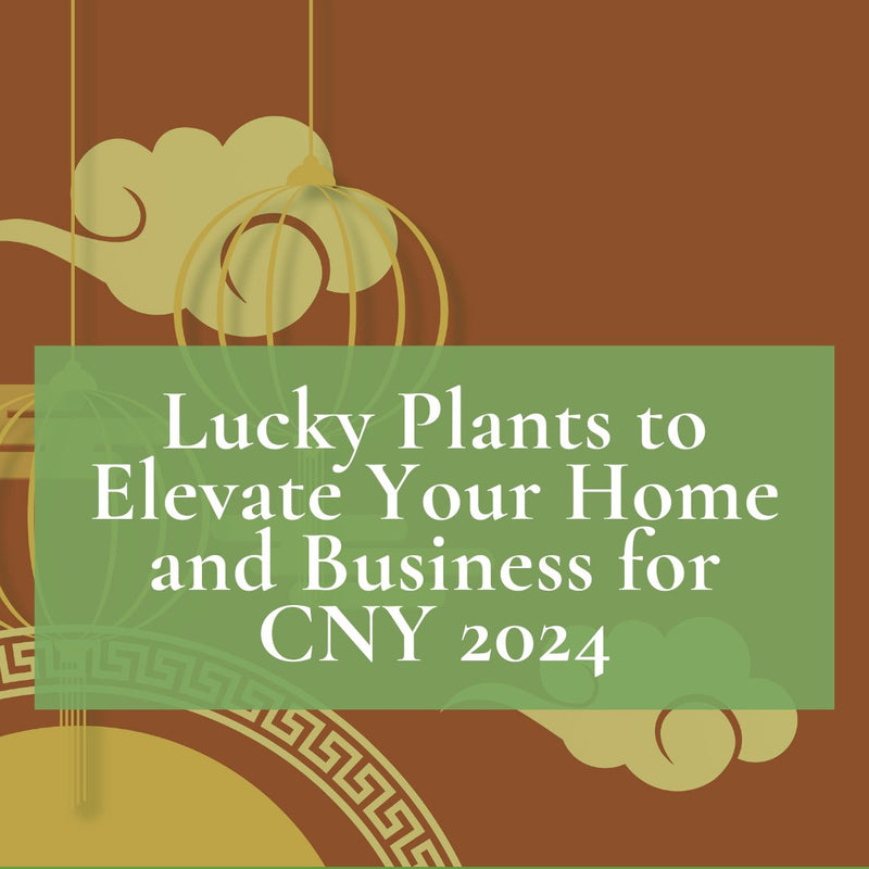 Lucky Plants to Elevate Your Home and Business for CNY 2024 - Tumbleweed Plants