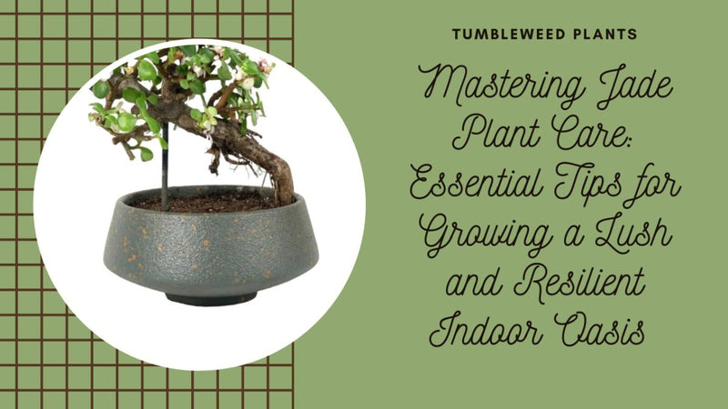 Mastering Jade Plant Care: Essential Tips for Growing a Lush and Resilient Indoor Oasis - Tumbleweed Plants
