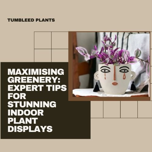 Maximising Greenery: Expert Tips for Stunning Indoor Plant Displays - Tumbleweed Plants