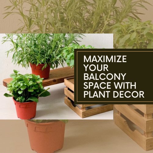 Maximize Your Balcony Space with Plant Decor - Tumbleweed Plants