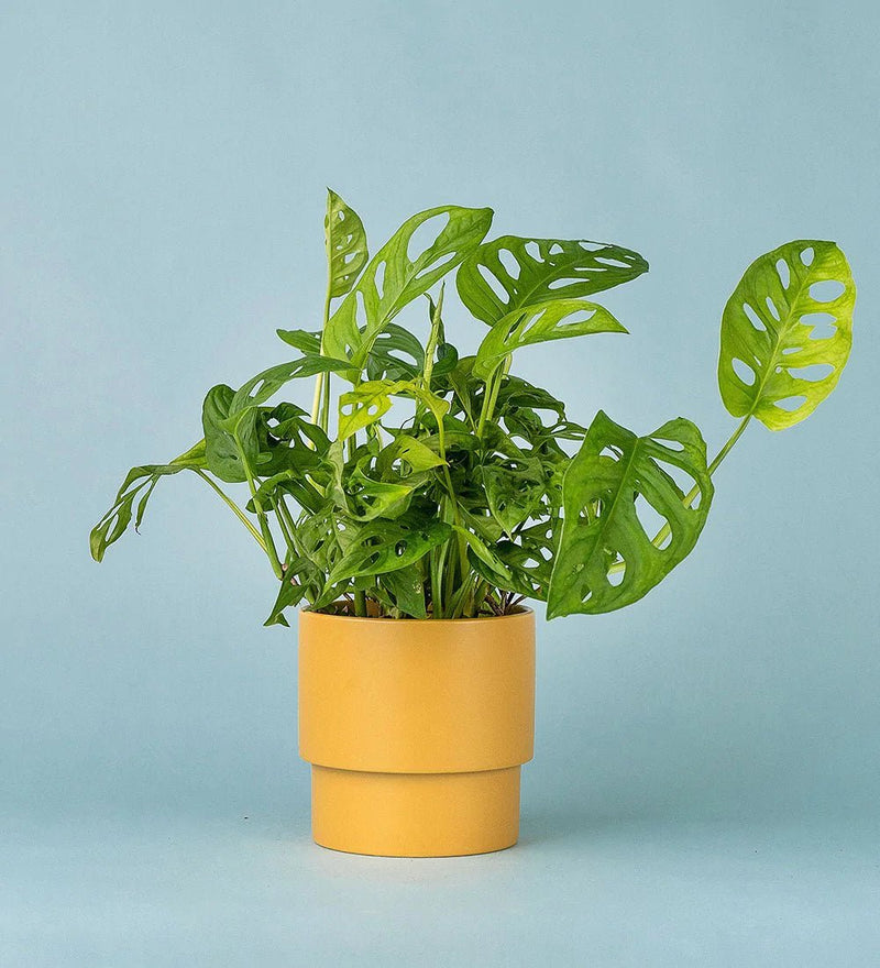 Monstera 101: All You Need To Know About These Fascinating Plants - Tumbleweed Plants