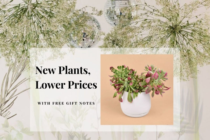 New Plants, Lower Prices - Tumbleweed Plants
