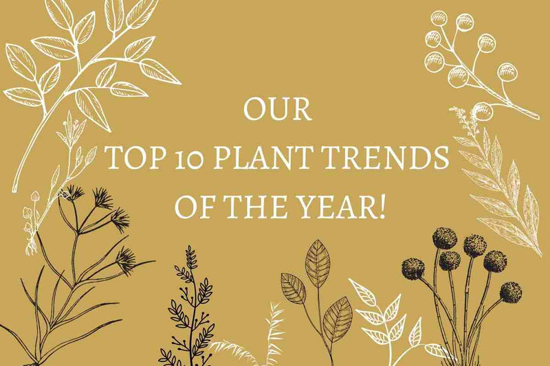 OUR TOP 10 PLANT TRENDS OF THE YEAR! - Tumbleweed Plants
