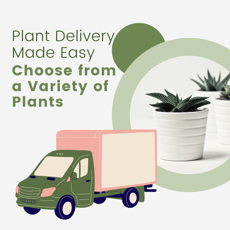 Plant Delivery Made Easy: Choose from a Variety of Plants - Tumbleweed Plants