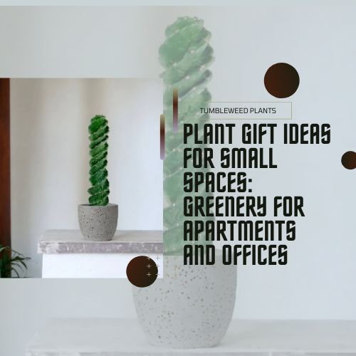 Plant Gift Ideas for Small Spaces: Greenery for Apartments and Offices - Tumbleweed Plants