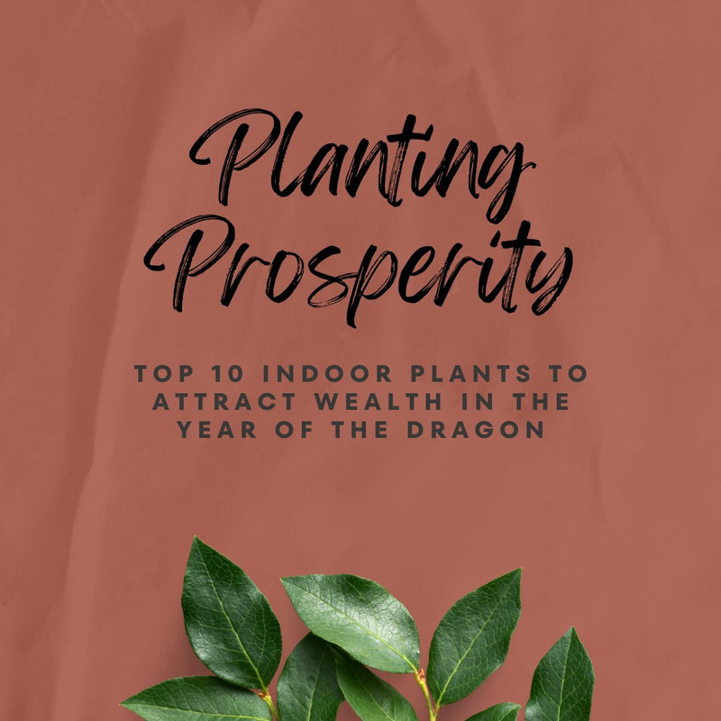 Planting Prosperity: Top 10 Indoor Plants to Attract Wealth in the Year of the Dragon - Tumbleweed Plants