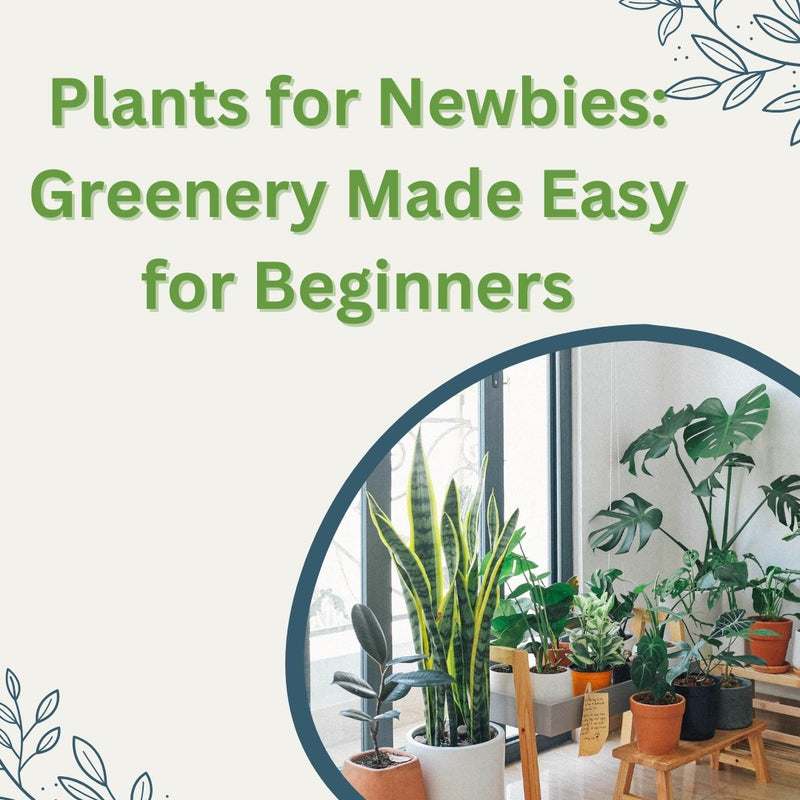 Plants for Newbies: Greenery Made Easy for Beginners - Tumbleweed Plants