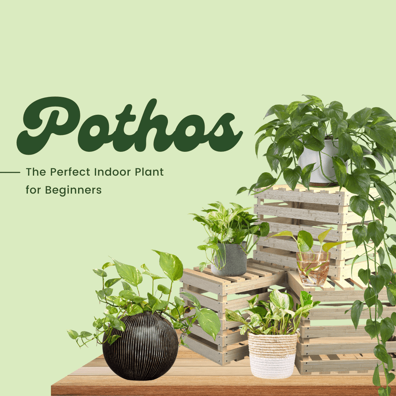 Pothos: The Perfect Indoor Plant for Beginners - Tumbleweed Plants