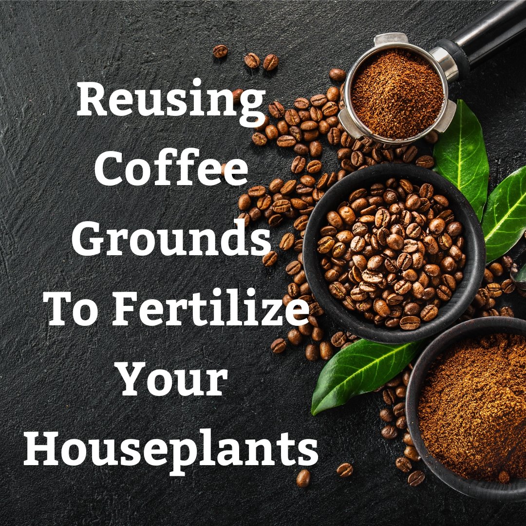 Reusing Coffee Grounds: The Best Way to Fertilize Your Houseplants - Tumbleweed Plants