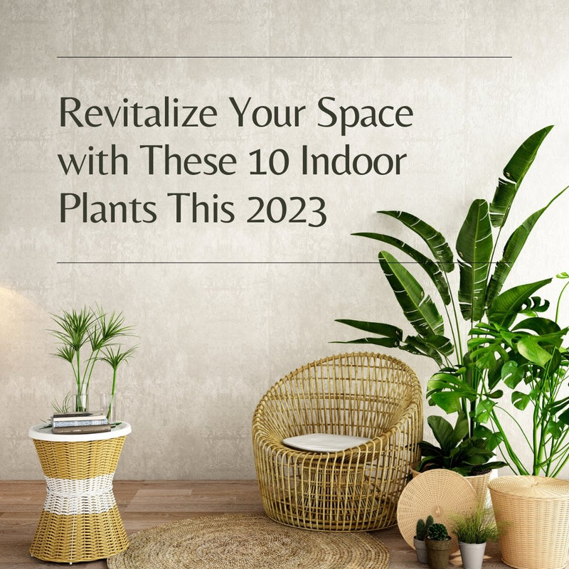 Revitalize Your Space with These 10 Indoor Plants This 2023 - Tumbleweed Plants
