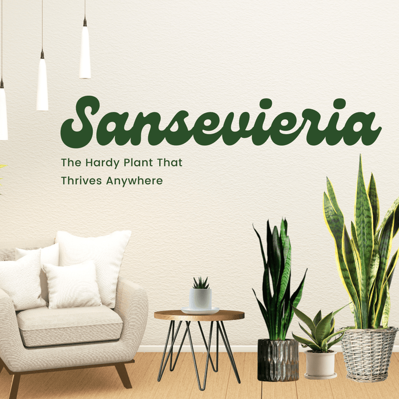 Sansevieria: The Hardy Plant That Thrives Anywhere - Tumbleweed Plants