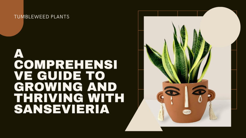 Snake Plant Care 101: A Comprehensive Guide to Growing and Thriving with Sansevieria - Tumbleweed Plants