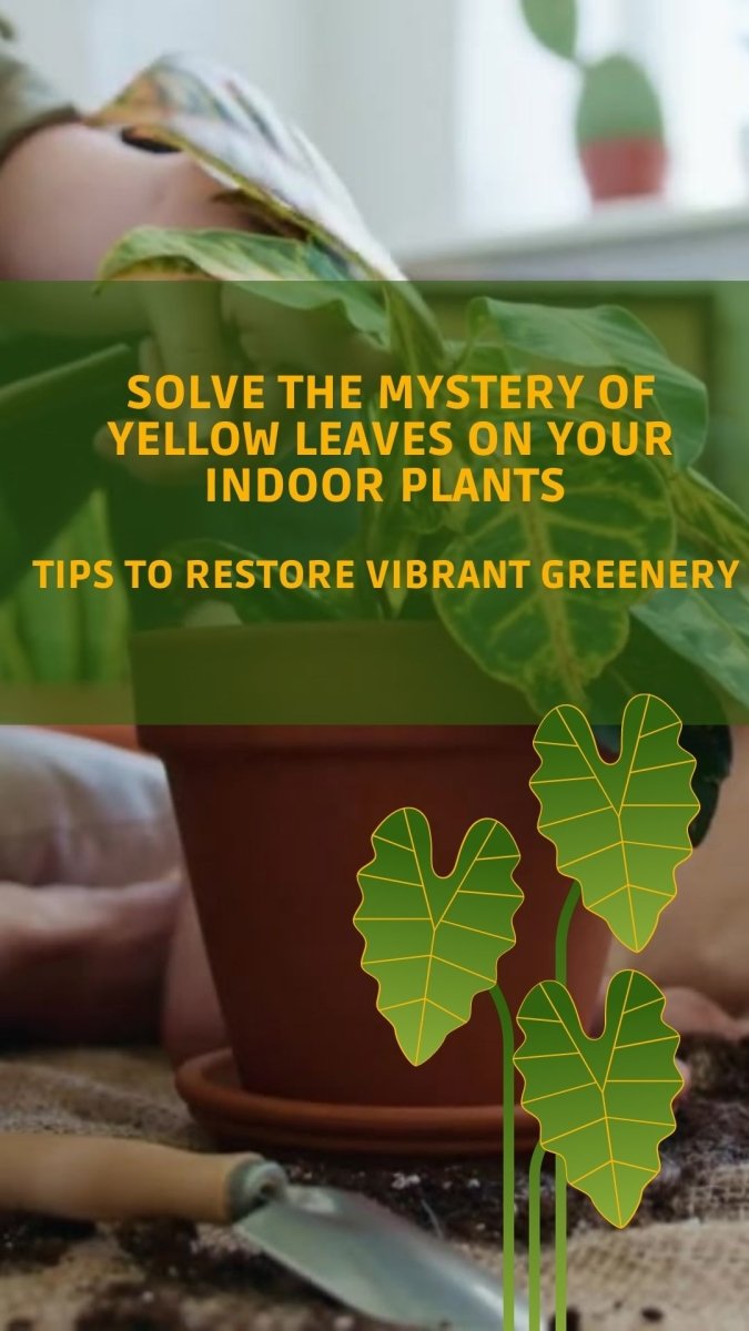 Solve the Mystery of Yellow Leaves on Your Indoor Plants – Tips to Restore Vibrant Greenery - Tumbleweed Plants