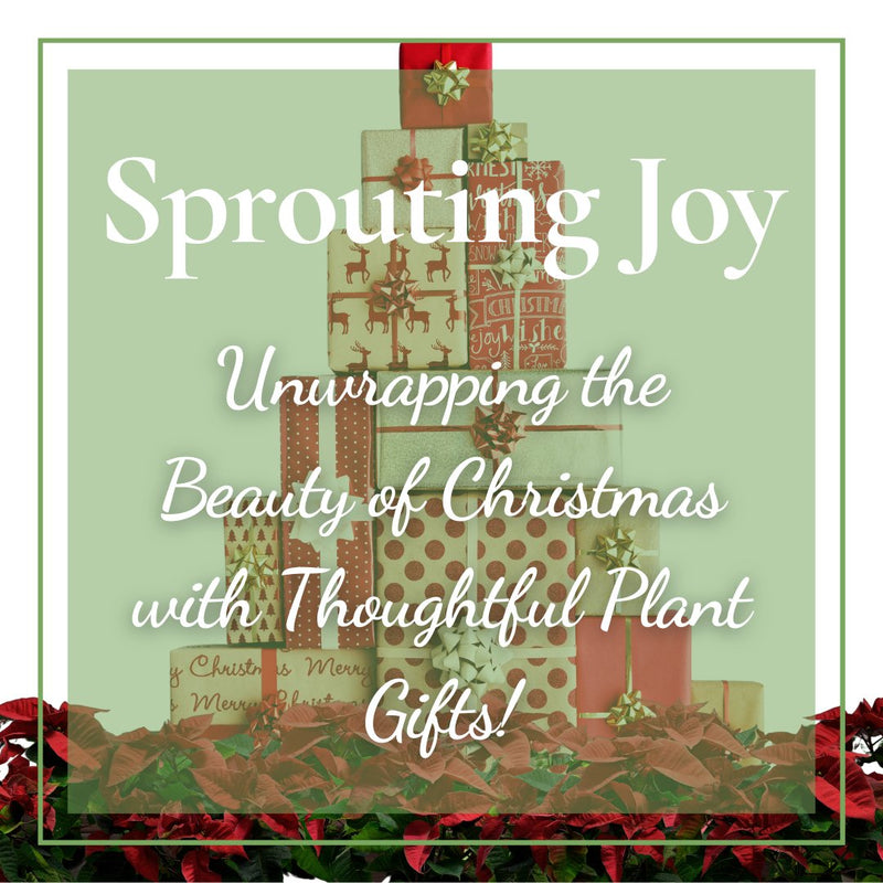 Sprouting Joy: Unwrapping the Beauty of Christmas with Thoughtful Plant Gifts! - Tumbleweed Plants