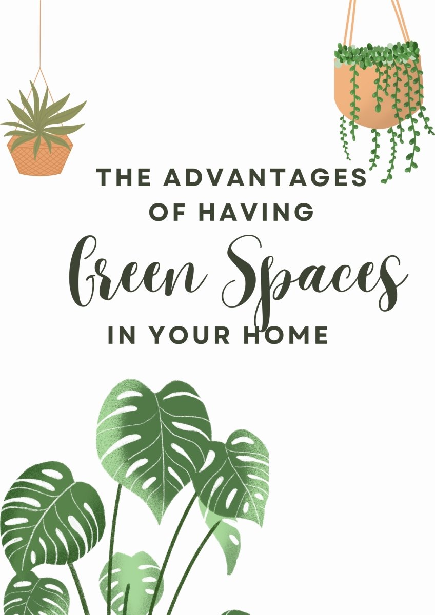 The Advantages of Having Green Spaces in Your Home - Tumbleweed Plants