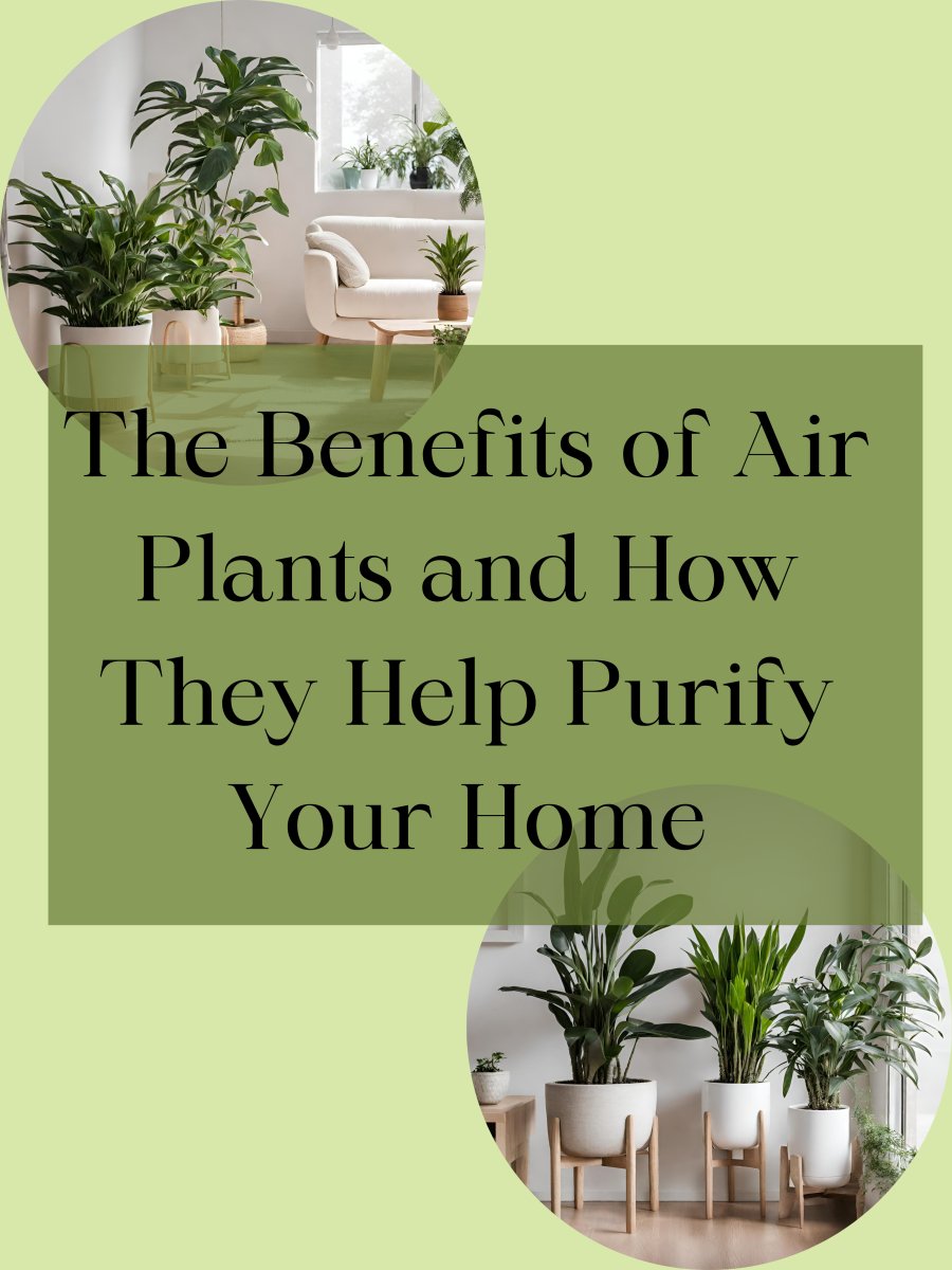 Benefits of Air Purifying Plants To Your Home | Tumbleweed Plants