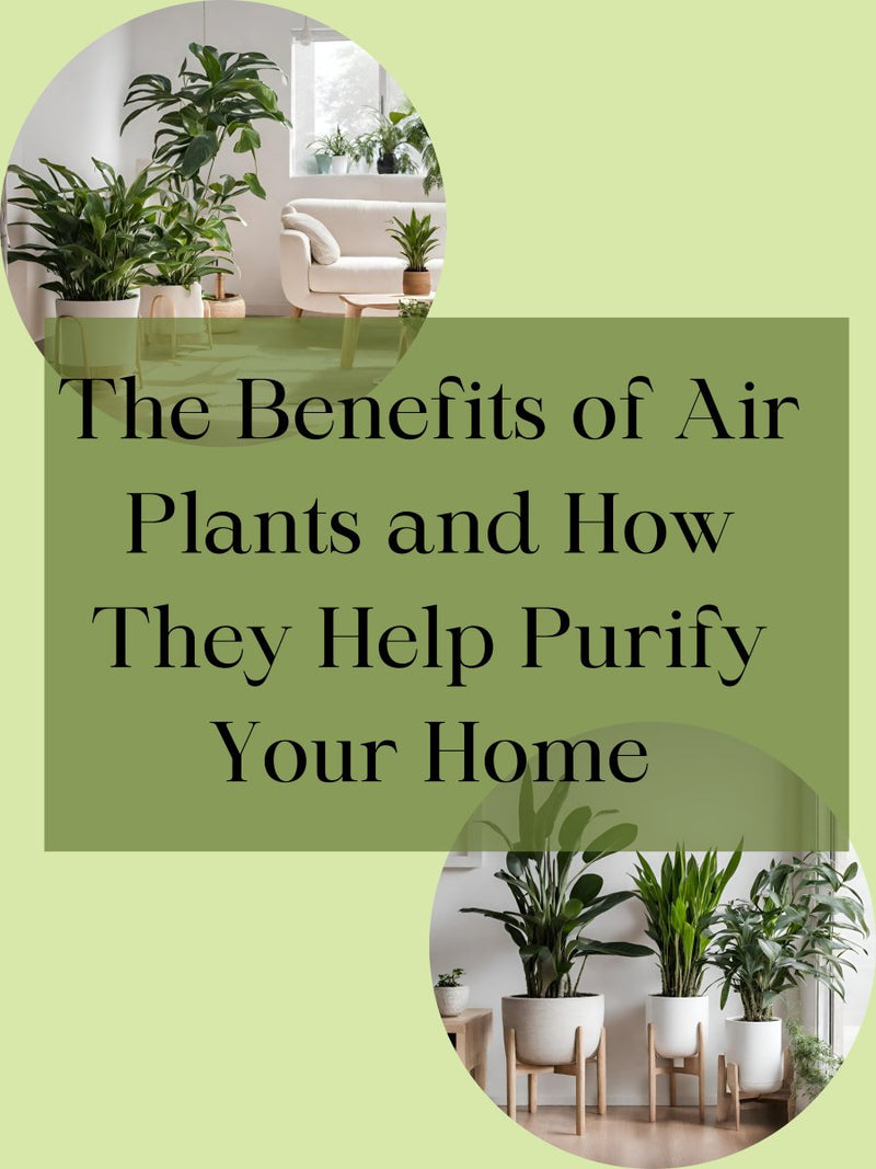 The Benefits of Air Plants and How They Help Purify Your Home - Tumbleweed Plants