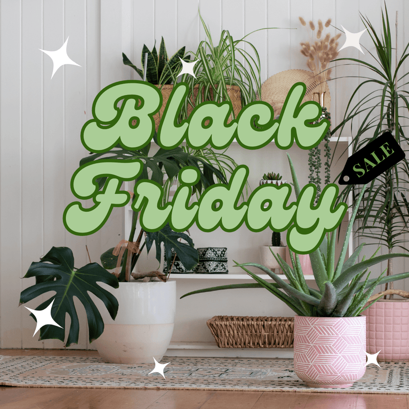 The Best Plants and Decor Deals in Singapore: Don’t Miss Tumbleweed's November Super Sale! - Tumbleweed Plants