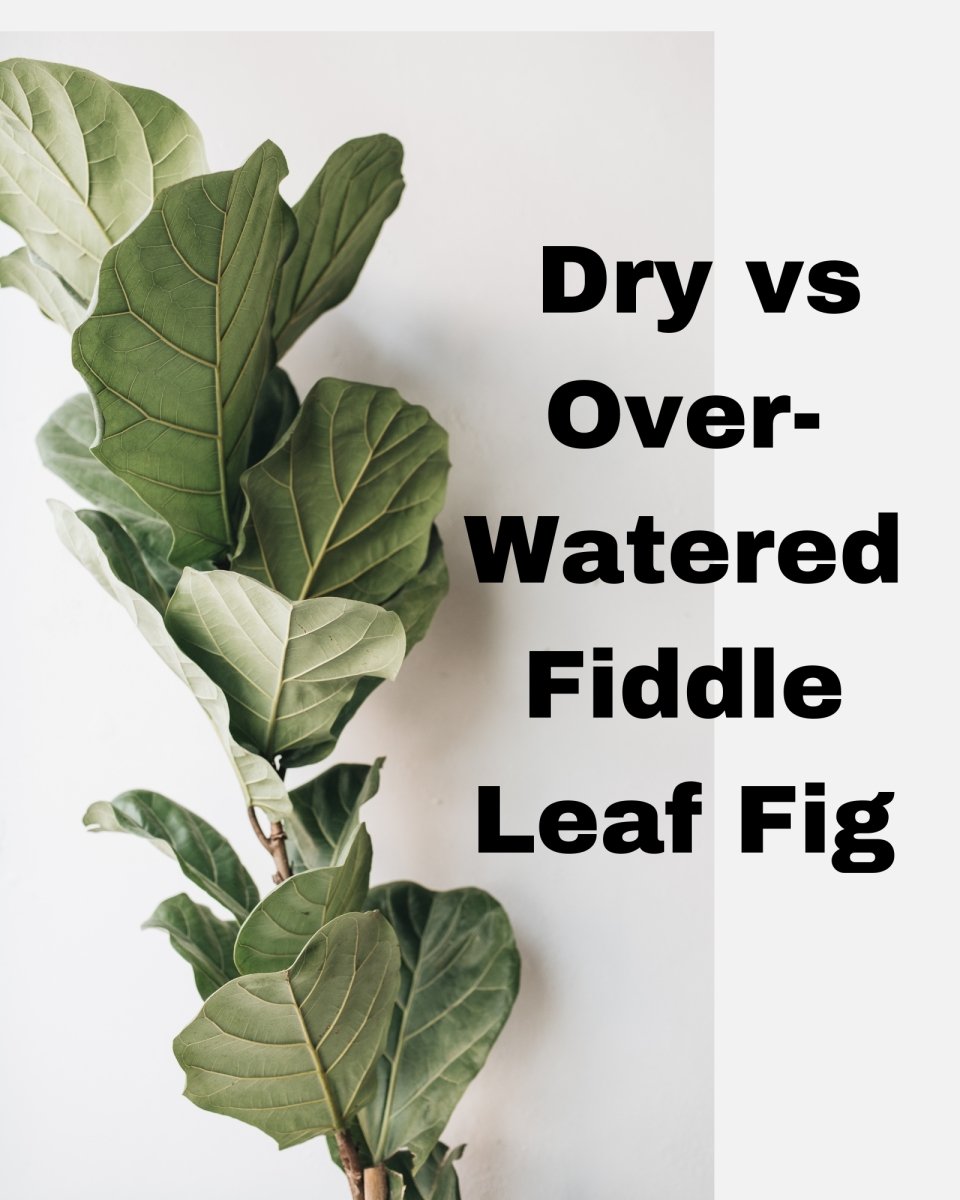 The Difference Between a Dry and Over-Watered Fiddle Leaf Fig - Tumbleweed Plants