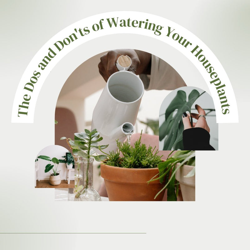 The Dos and Don'ts of Watering Your Houseplants - Tumbleweed Plants