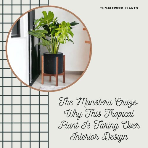 The Monstera Craze: Why This Tropical Plant Is Taking Over Interior Design - Tumbleweed Plants