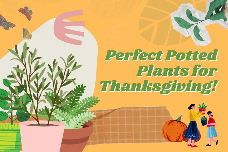 The Perfect Potted Plants for Thanksgiving - Tumbleweed Plants