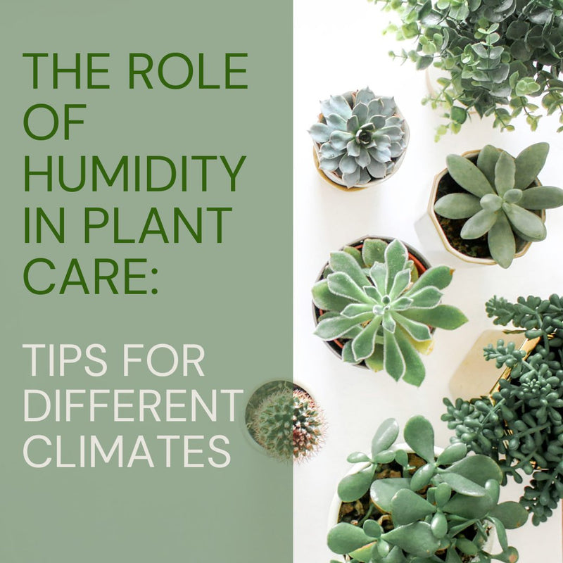 The Role of Humidity in Plant Care: Tips for Different Climates - Tumbleweed Plants