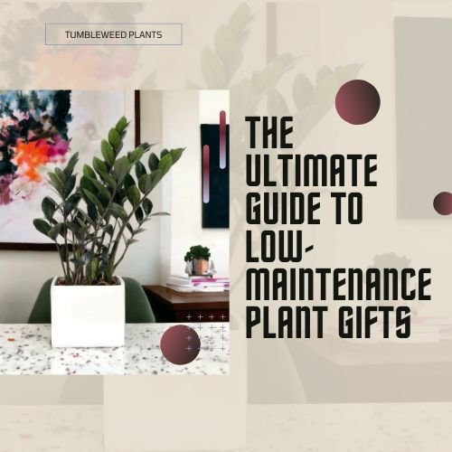 The Ultimate Guide to Low-Maintenance Plant Gifts - Tumbleweed Plants