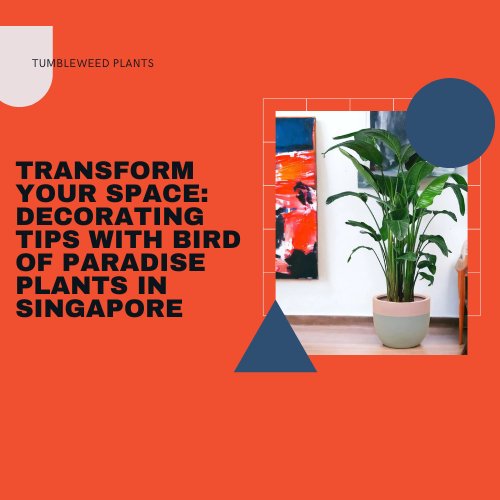 Transform Your Space: Decorating Tips with Bird of Paradise Plants in Singapore - Tumbleweed Plants