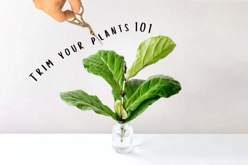 Trim your plants 101 - Tumbleweed Plants
