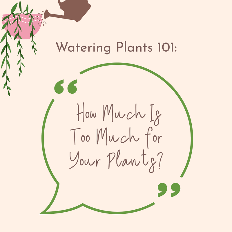 Watering Plants 101: How Much Is Too Much for Your Plants? - Tumbleweed Plants