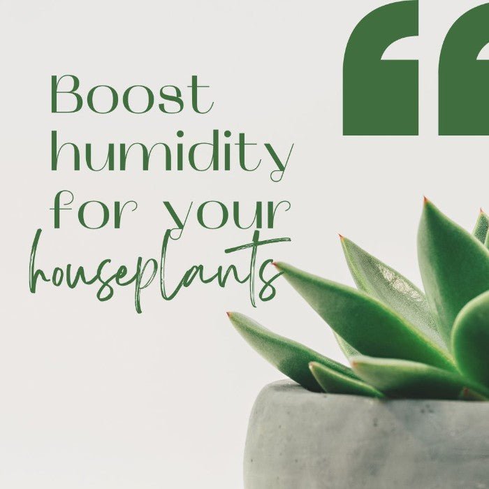 Ways to Increase Humidity Around Your Houseplants - Tumbleweed Plants