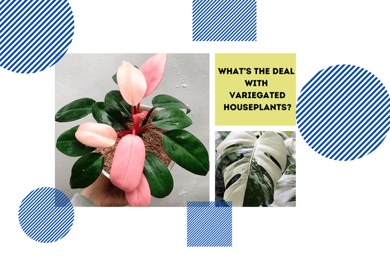 What’s the deal with variegated houseplants? - Tumbleweed Plants