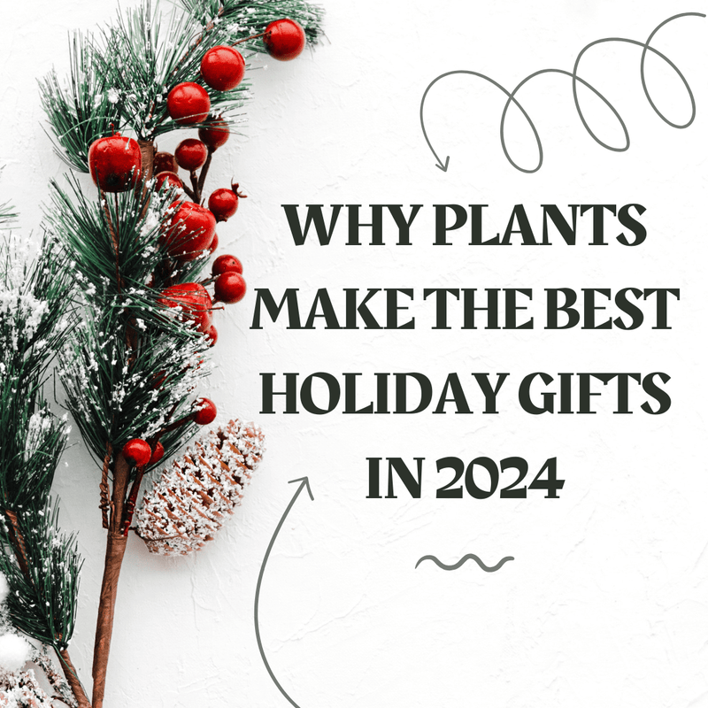 Why Plants Make the Best Holiday Gifts in 2024 - Tumbleweed Plants