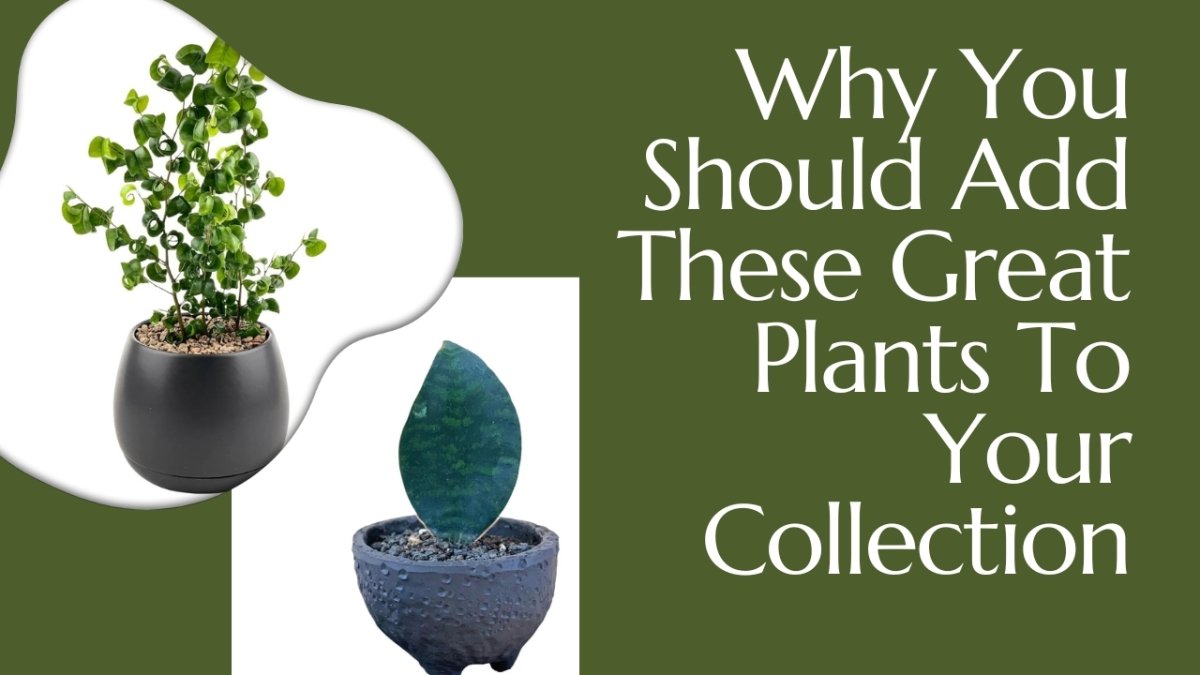 Why You Should Add These Great Plants To Your Collection - Tumbleweed Plants