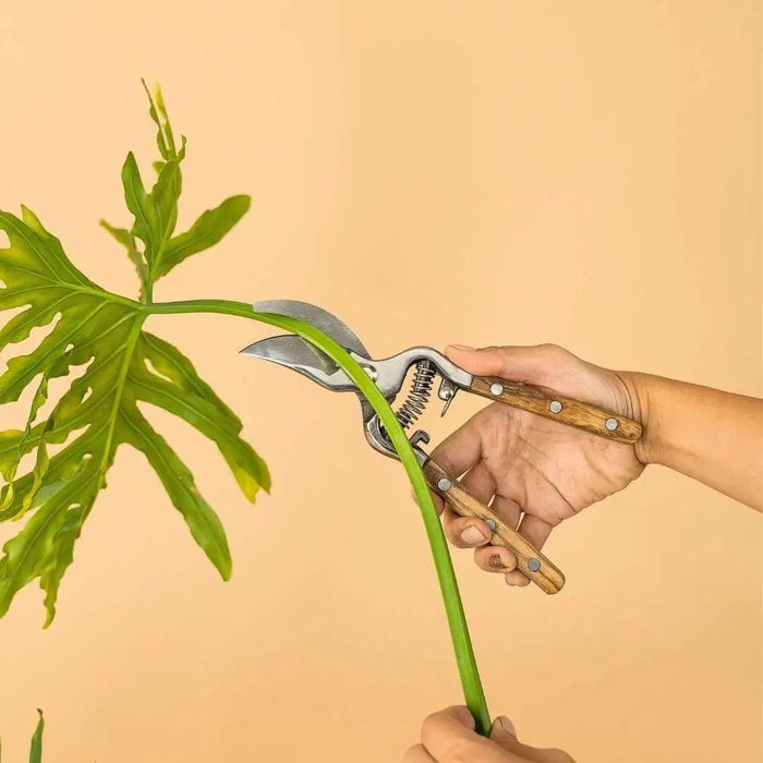 ALL PLANT CARE & ACCESSORIES - Tumbleweed Plants