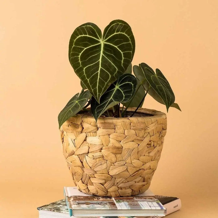 BASKETS - Tumbleweed Plants