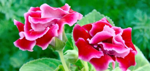 Flowering Plants - Tumbleweed Plants