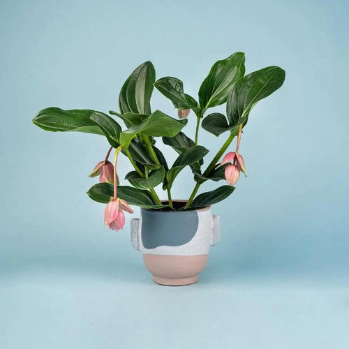 GIFTING PLANTS - Tumbleweed Plants
