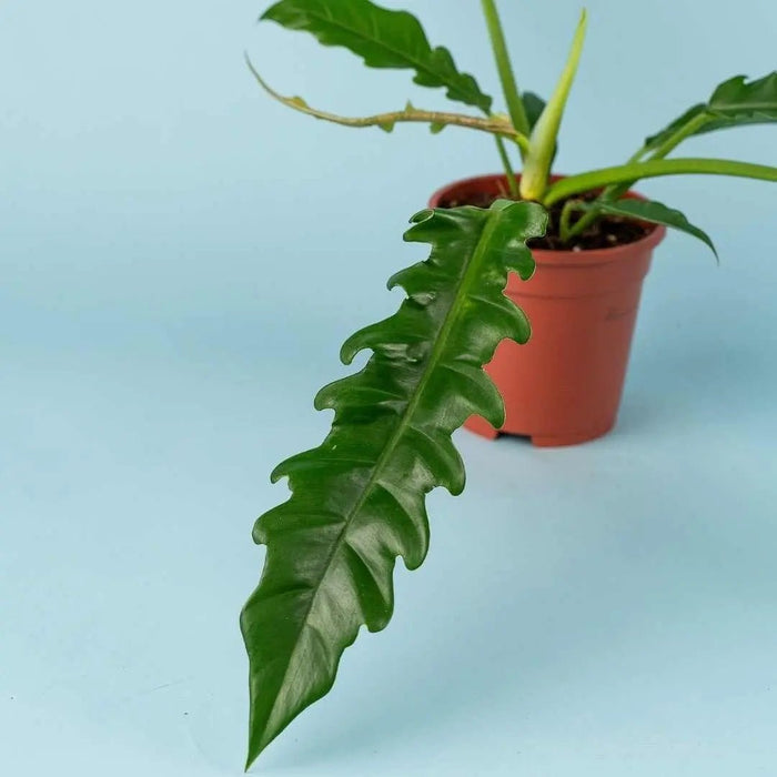 JUST PLANTS - Tumbleweed Plants
