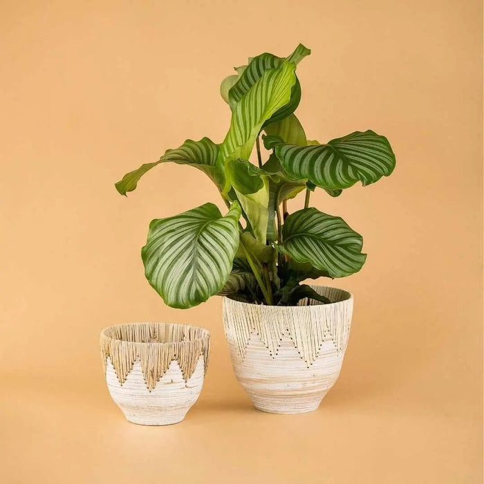 NEW ARRIVALS - Tumbleweed Plants