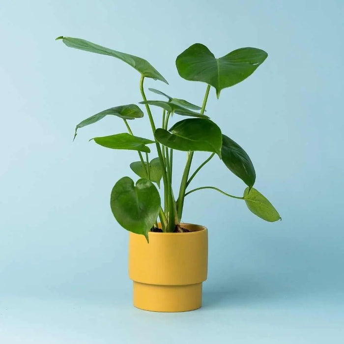 POTTED PLANTS - Tumbleweed Plants