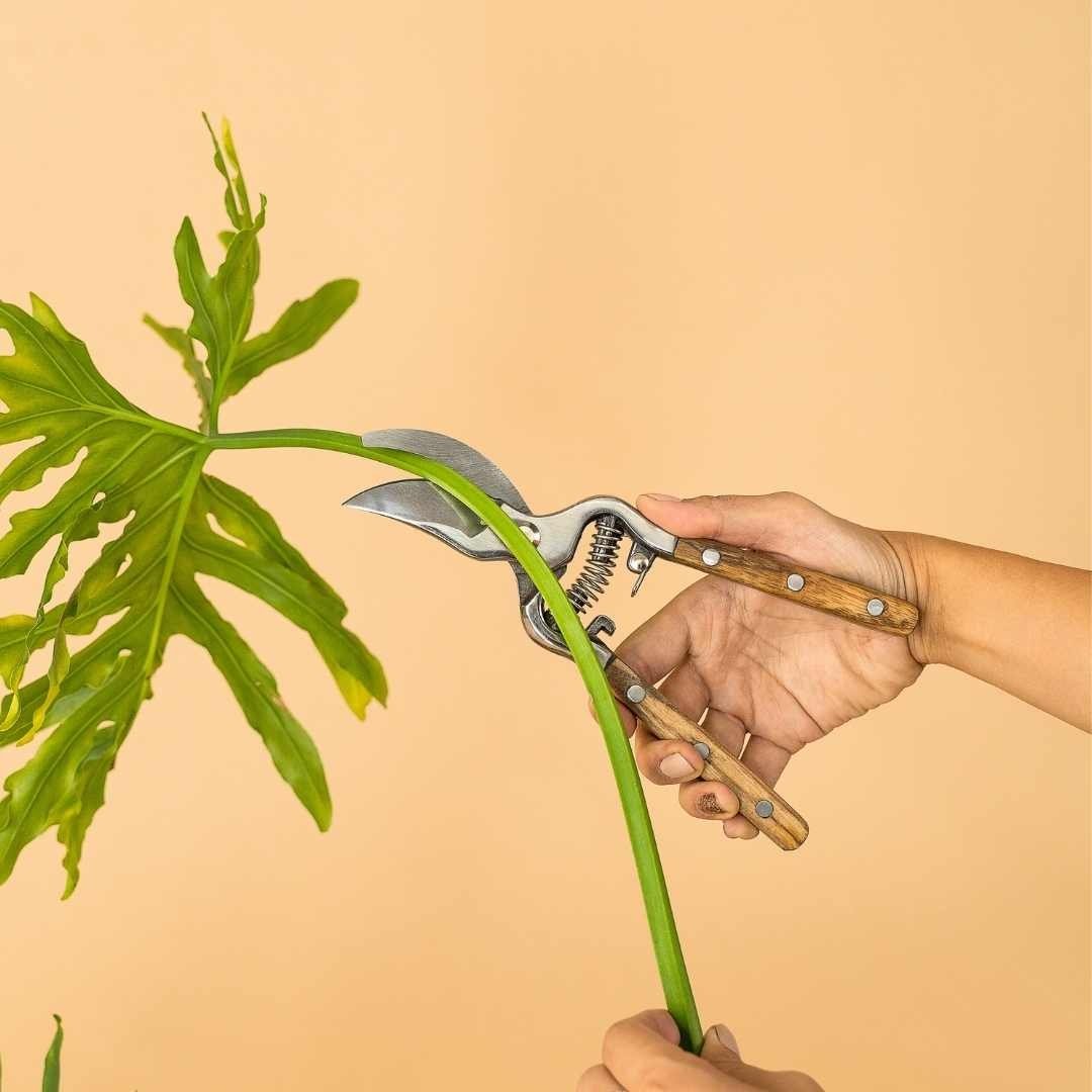 Tumbleweed Plants - Singapore's Plants Boutique