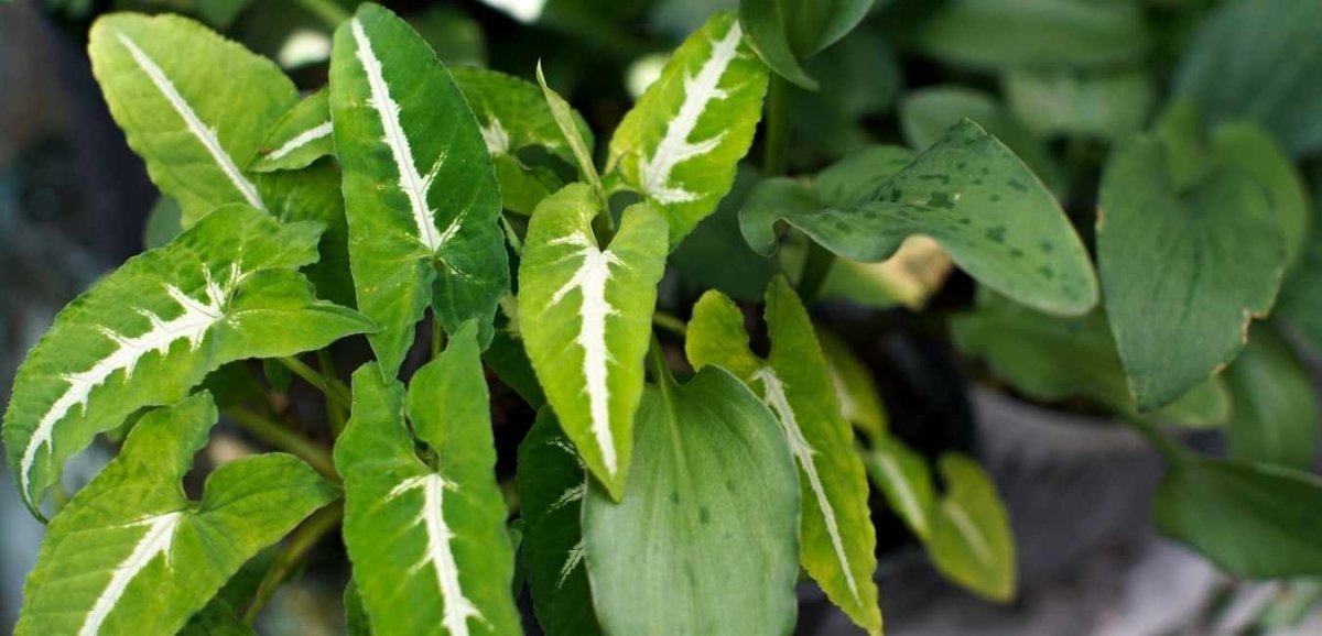 Arrowhead Vine - Tumbleweed Plants